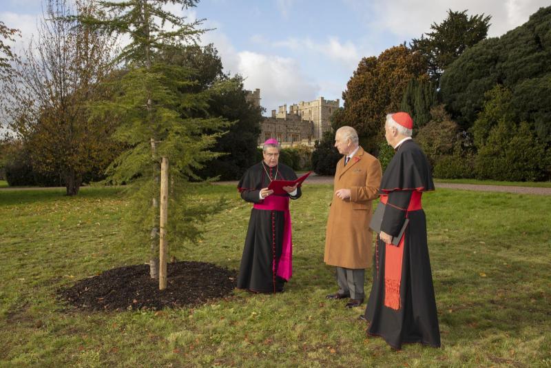 A new tree for Windsor Castle