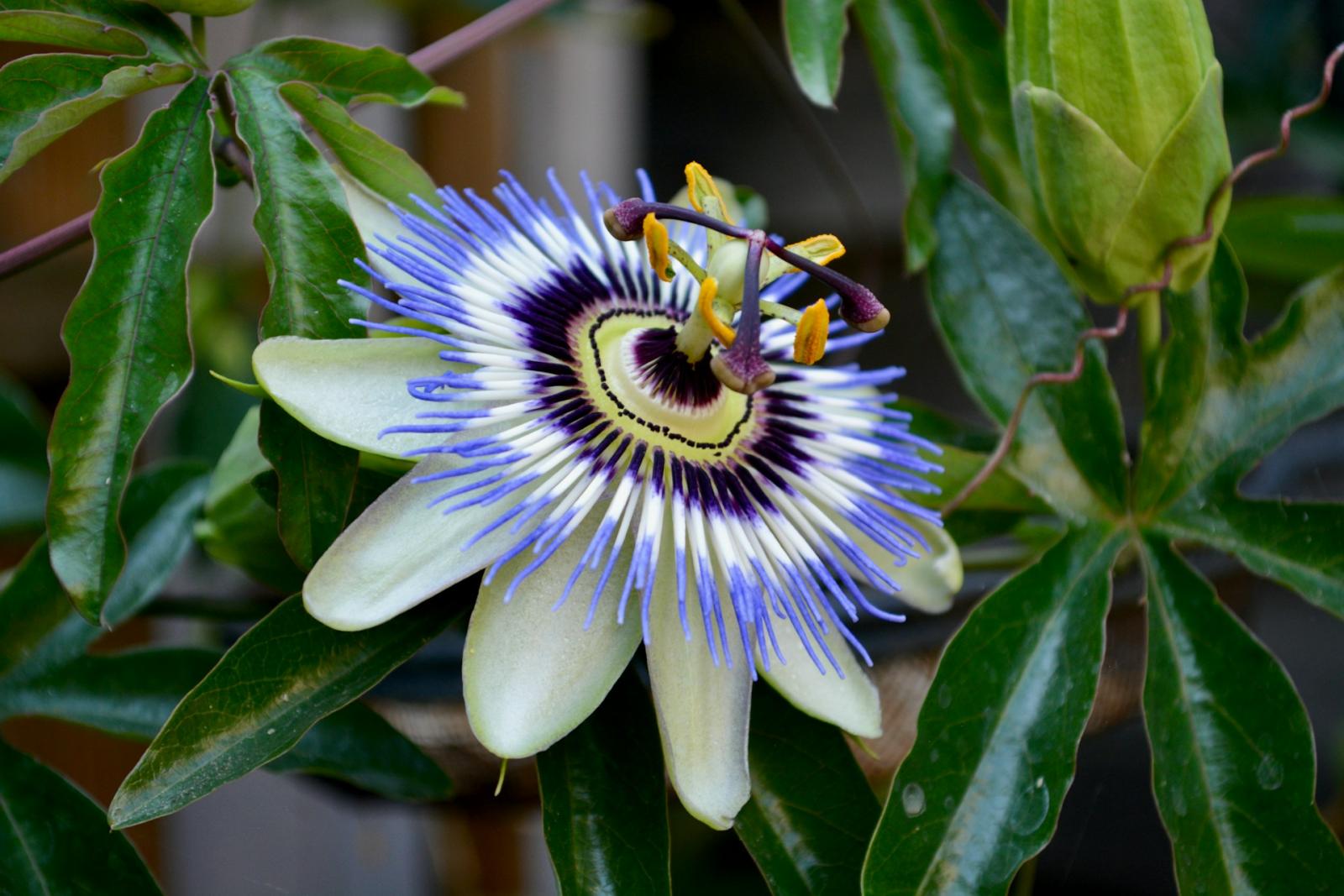 Lent: a season for couples to love more deeply