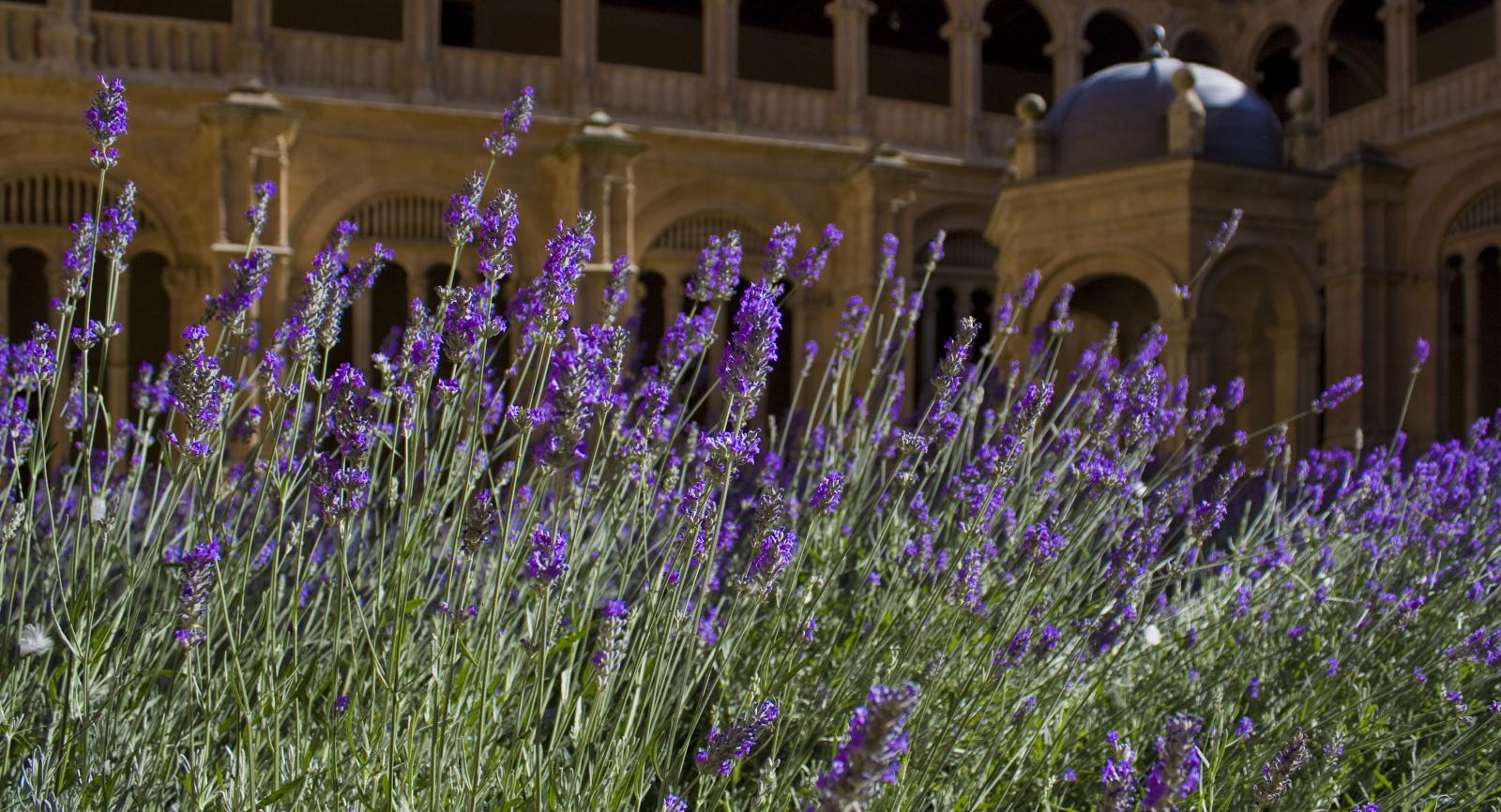 Lavender and the Little Things - Diocese of Westminster