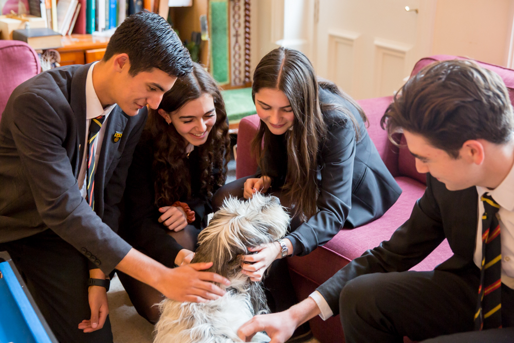 Bart, the St Benedict’s Therapy Dog - Diocese of Westminster