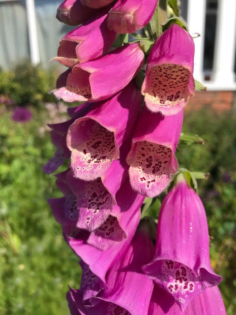 Foxglove lessons for marriage