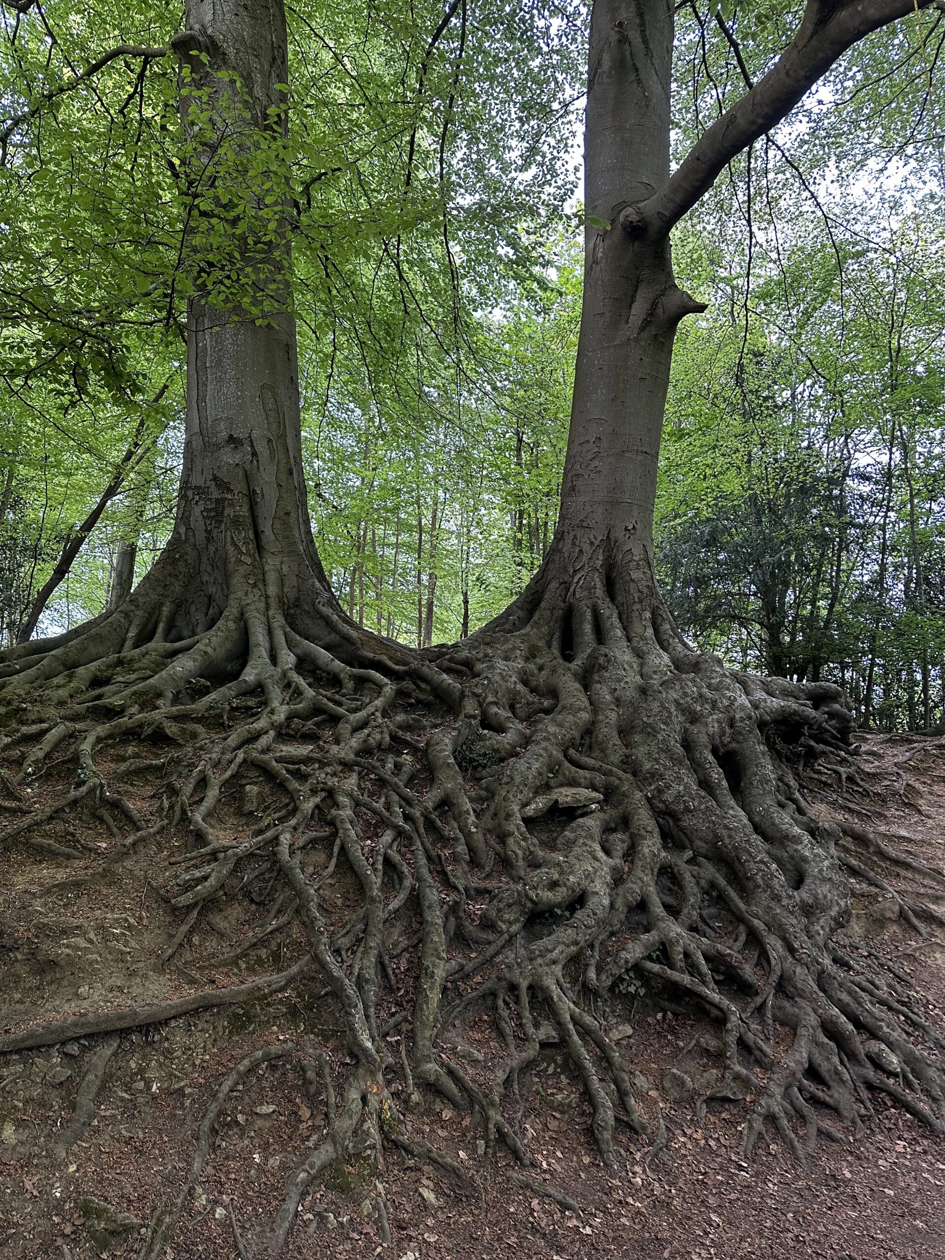 Roots That Still Feed the Tree